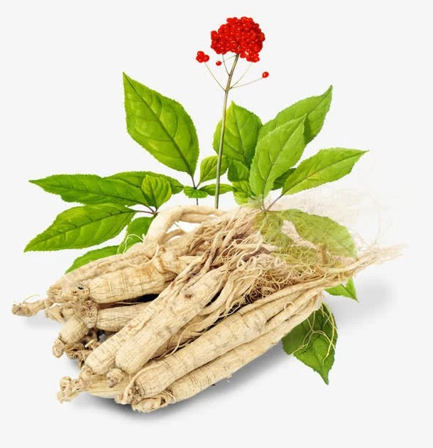 Panax ginseng extract powder best price
