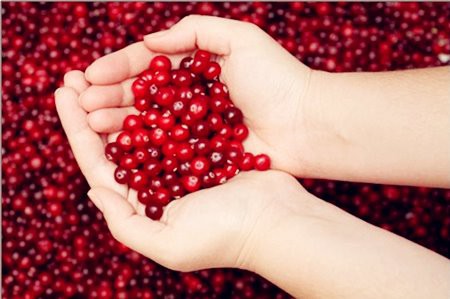 Chasteberry extract best supplier